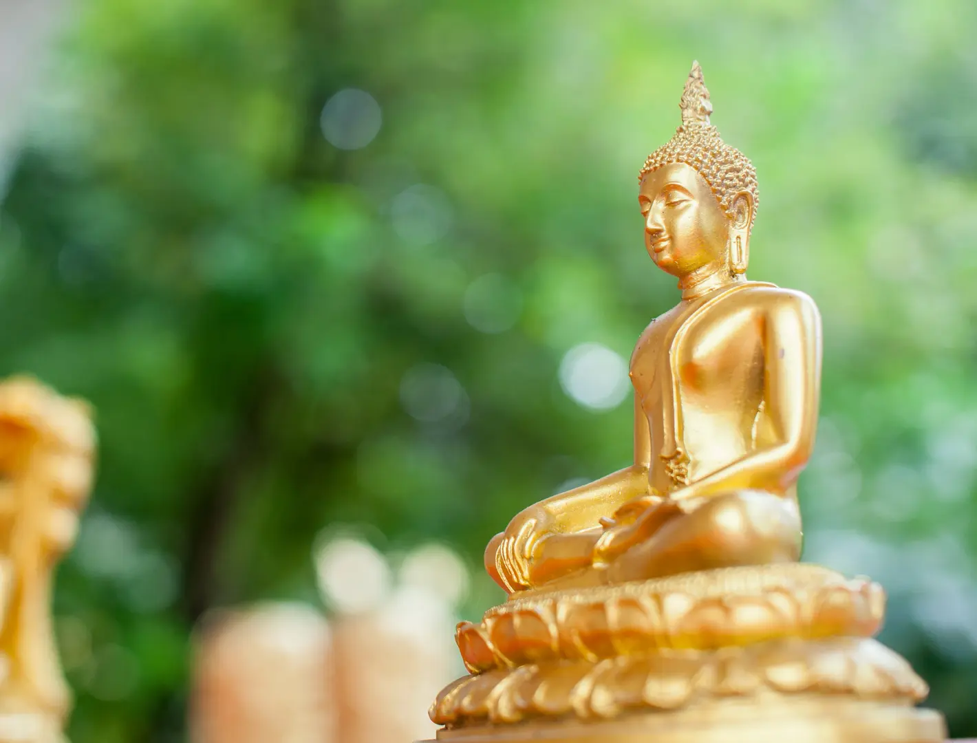 Modern Bodhi tree wallpaper for prayer room พื้นหลังสีเขียวสำหรับห้องแห่งศรัทธา