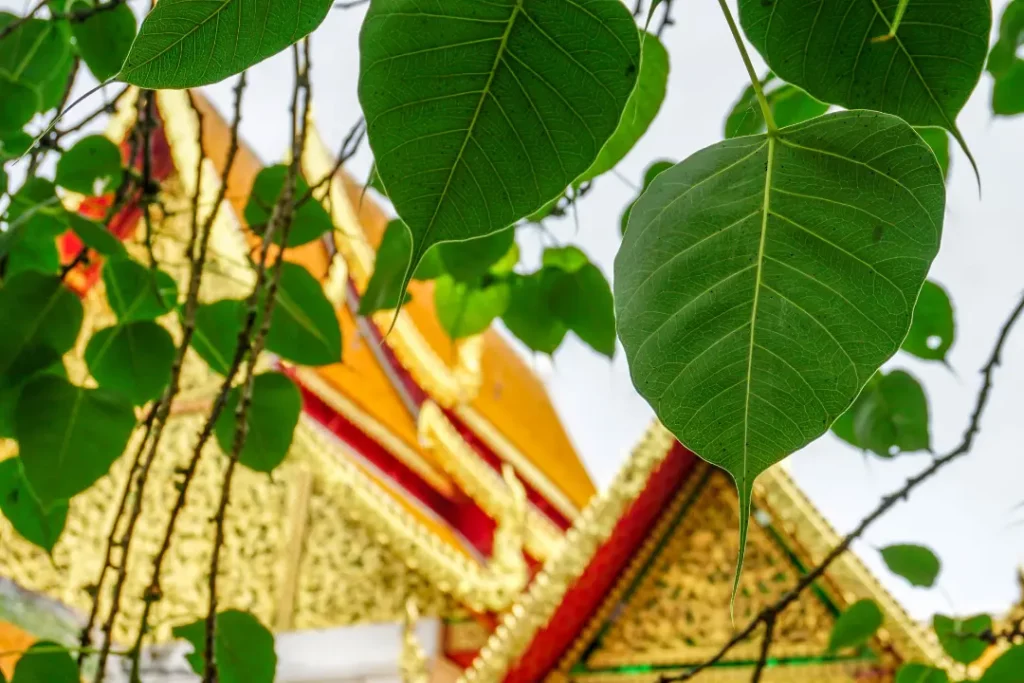 ใบโพธิ์เขียวหน้าวัดไทย ใช้เป็นภาพเปิดบทความวอลเปเปอร์ห้องพระ