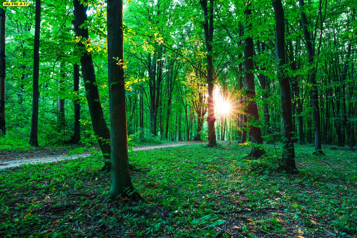 แสงแดดยามเช้าส่องผ่านต้นไม้สีเขียวขจี วอลเปเปอร์ลายต้นไม้ ภาพธรรมชาติติดบ้าน-Forest trees