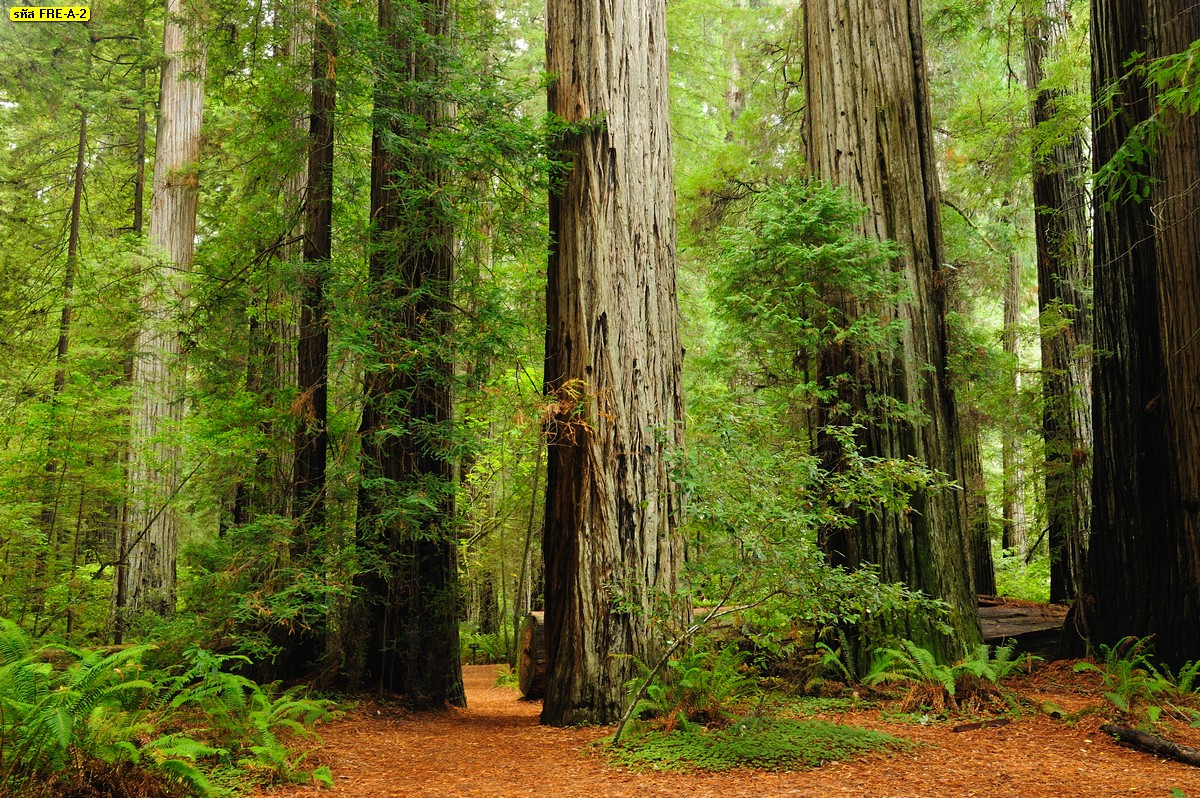 วอลเปเปอร์สั่งพิมพ์ลายต้นไม้ใหญ่ในป่า ภาพวิวป่าไม้สวยๆ ขนาดใหญ่