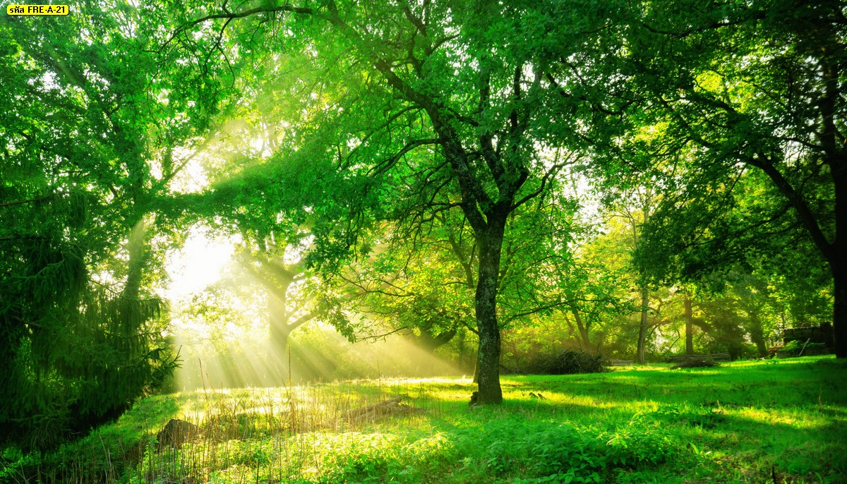 ภาพพิมพ์ลายป่าไม้พร้อมแสงอรุณยามเช้า และทุ่งหญ้าเขียวขจี-Green Forest