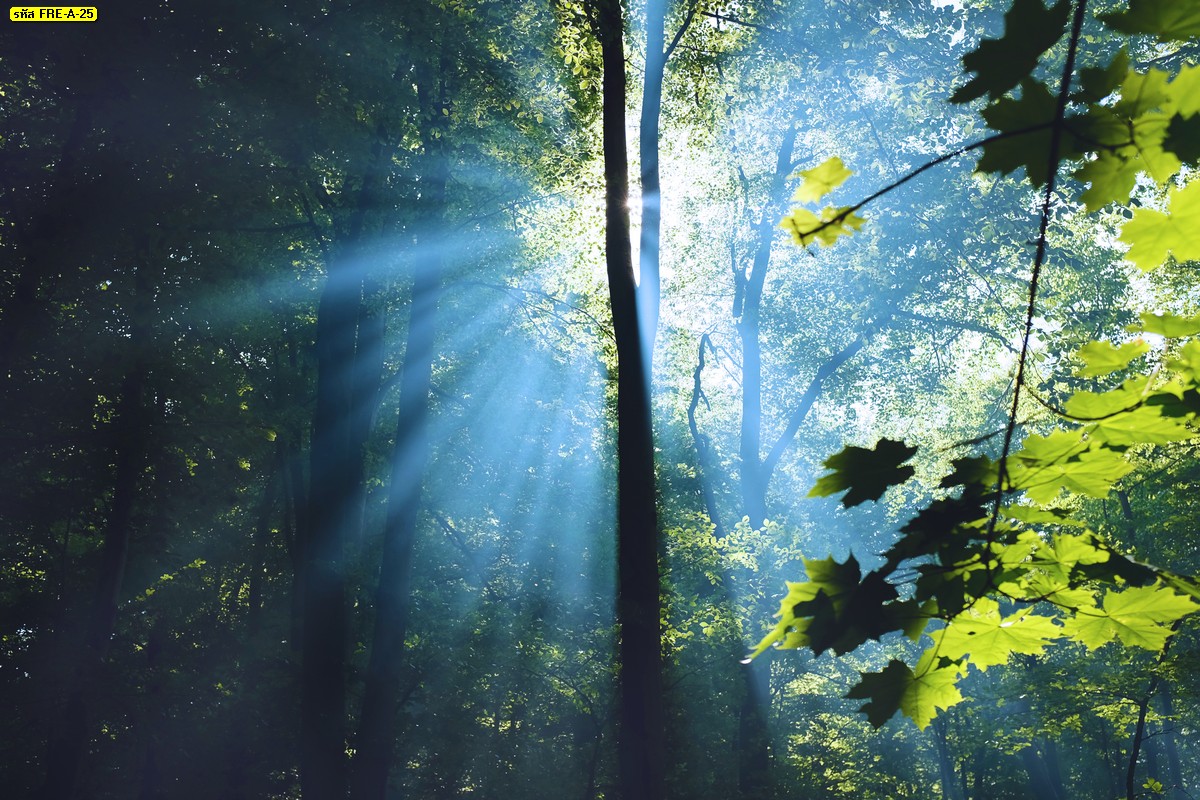 วอลเปเปอร์ลายธรรมชาติ แสงแดด ต้นไม้ในป่า ต้นไม้ใบสีเขียว