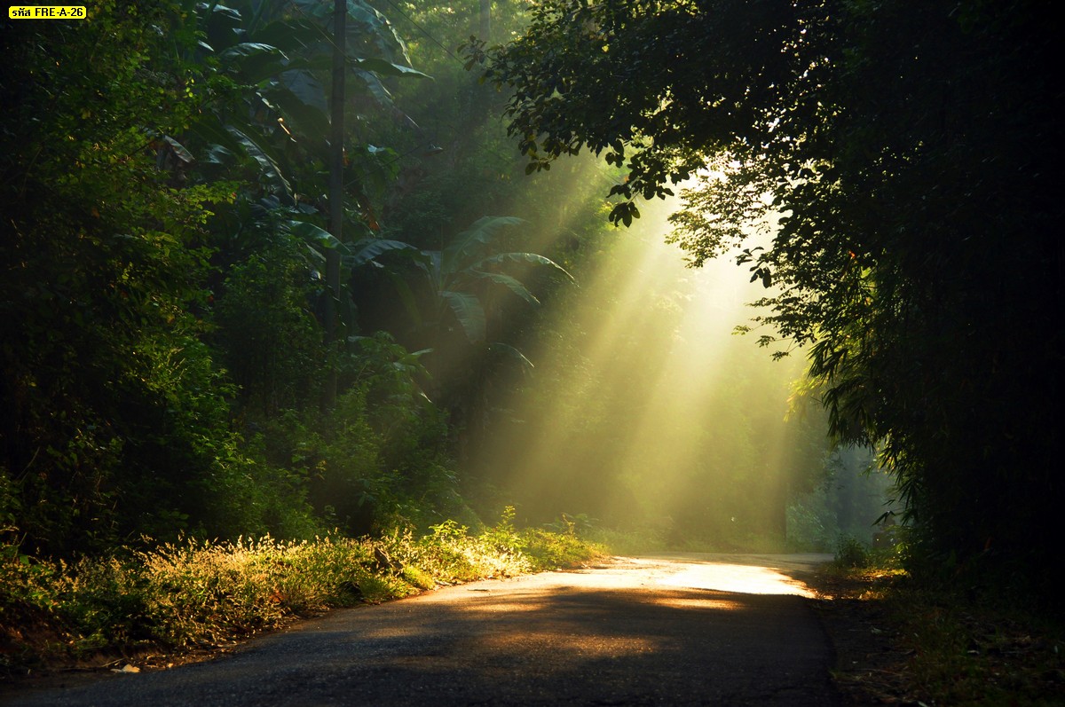 รูปภาพธรรมชาติสวยๆ แสงแดดกลางถนน แสงแดดสีทอง เส้นทางกลางป่า ป่าไม้ใบสีเขียว