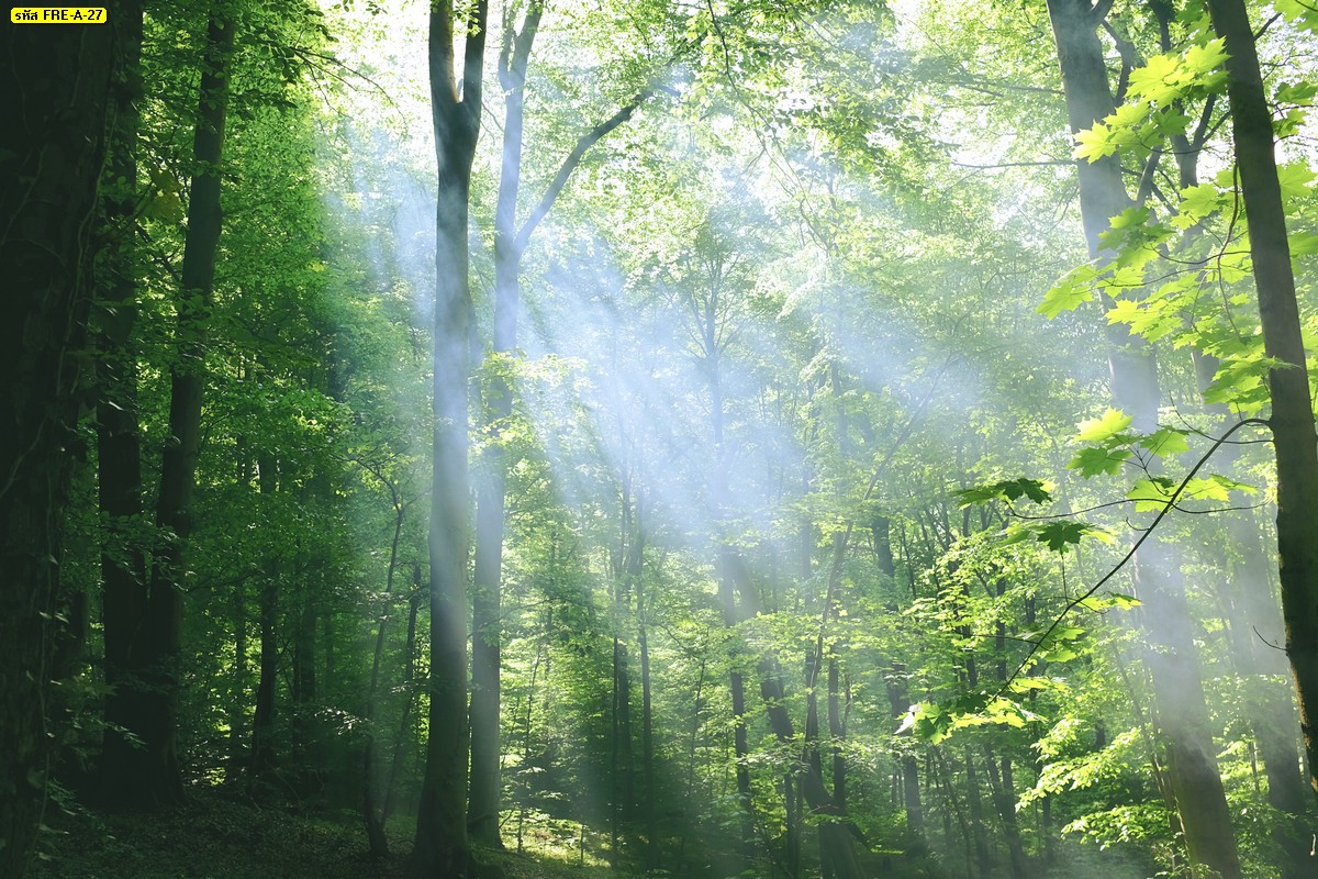 วอลเปเปอร์ลายต้นไม้ หมอก และไออุ่นจากแสงแดดตอนเช้าในป่าใหญ่ ต้นไม้ใหญ่ใบสีเขียว