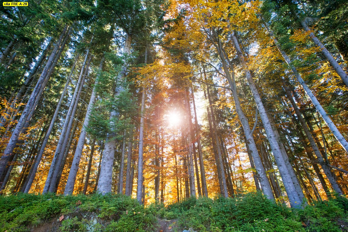 ภาพวิวธรรมชาติ ต้นไม้ใหญ่ในป่า แสงแดดส่องในตอนเช้า-Autumn forest 