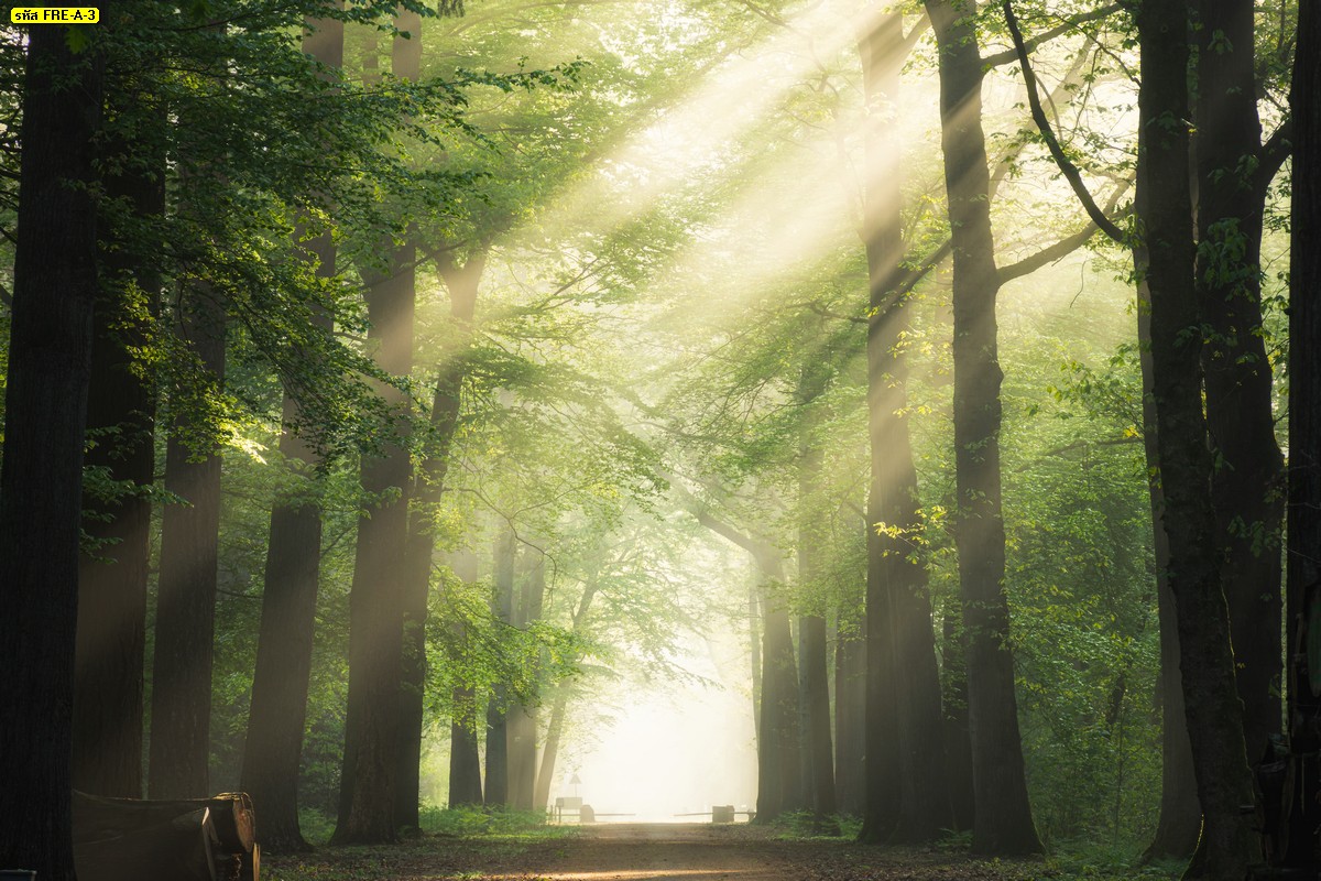 ภาพสั่งพิมพ์ลายถนนท่ามกลางป่าไม้และแสงแดด ธรรมชาติป่าไม้ แสงพระอาทิตย์ในป่า
