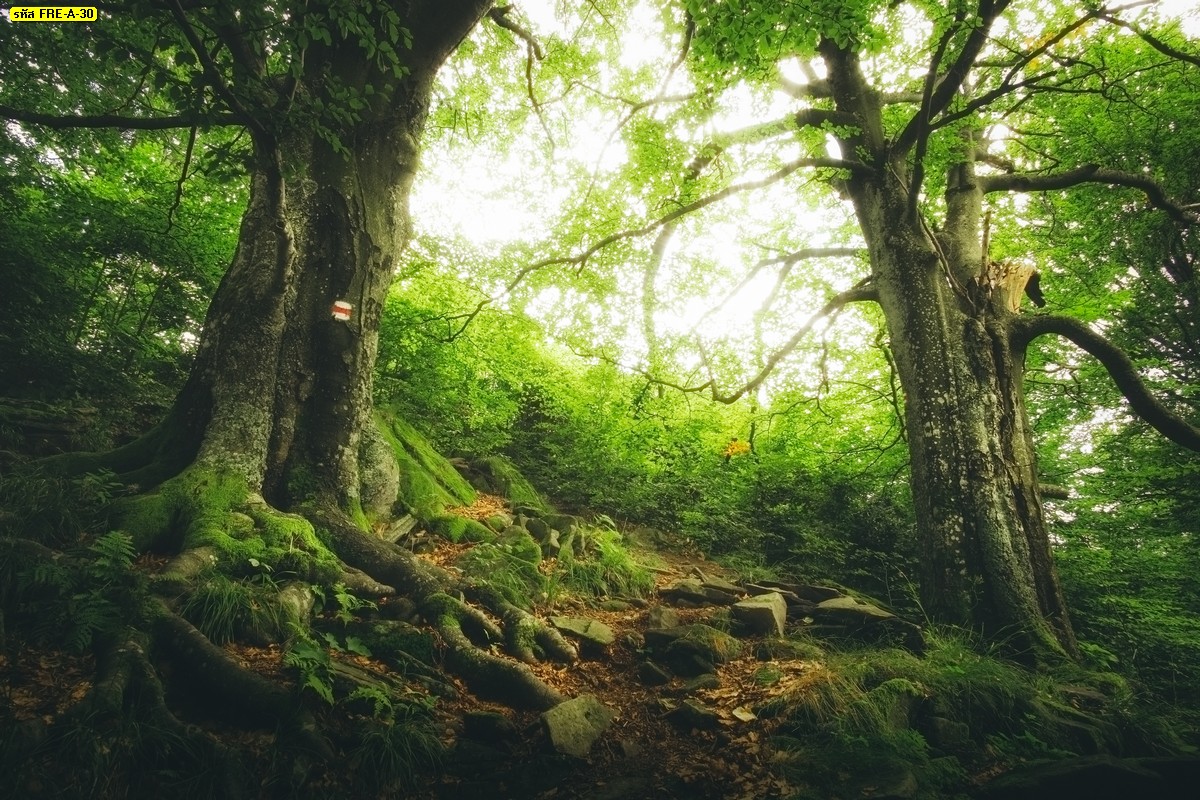 วอลเปเปอร์ธรรมชาติ แสงแดดในป่า ป่าไม้และใบไม้สีเขียว