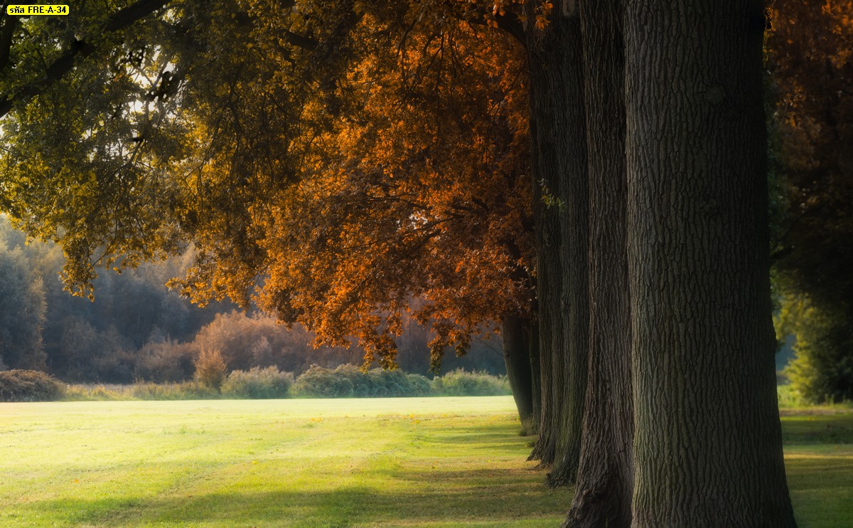 วอลเปเปอร์ภาพต้นไม้สีน้ำตาลและพื้นหญ้าเขียวลานกว้าง วอลเปเปอร์ลายทุ่งหญ้า