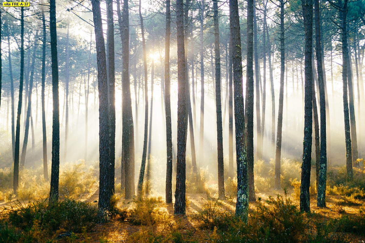 หมอกขาวในป่า ป่าฤดูใบไม้ร่วง วิวธรรมชาติป่าไม้และแสงพระอาทิตย์