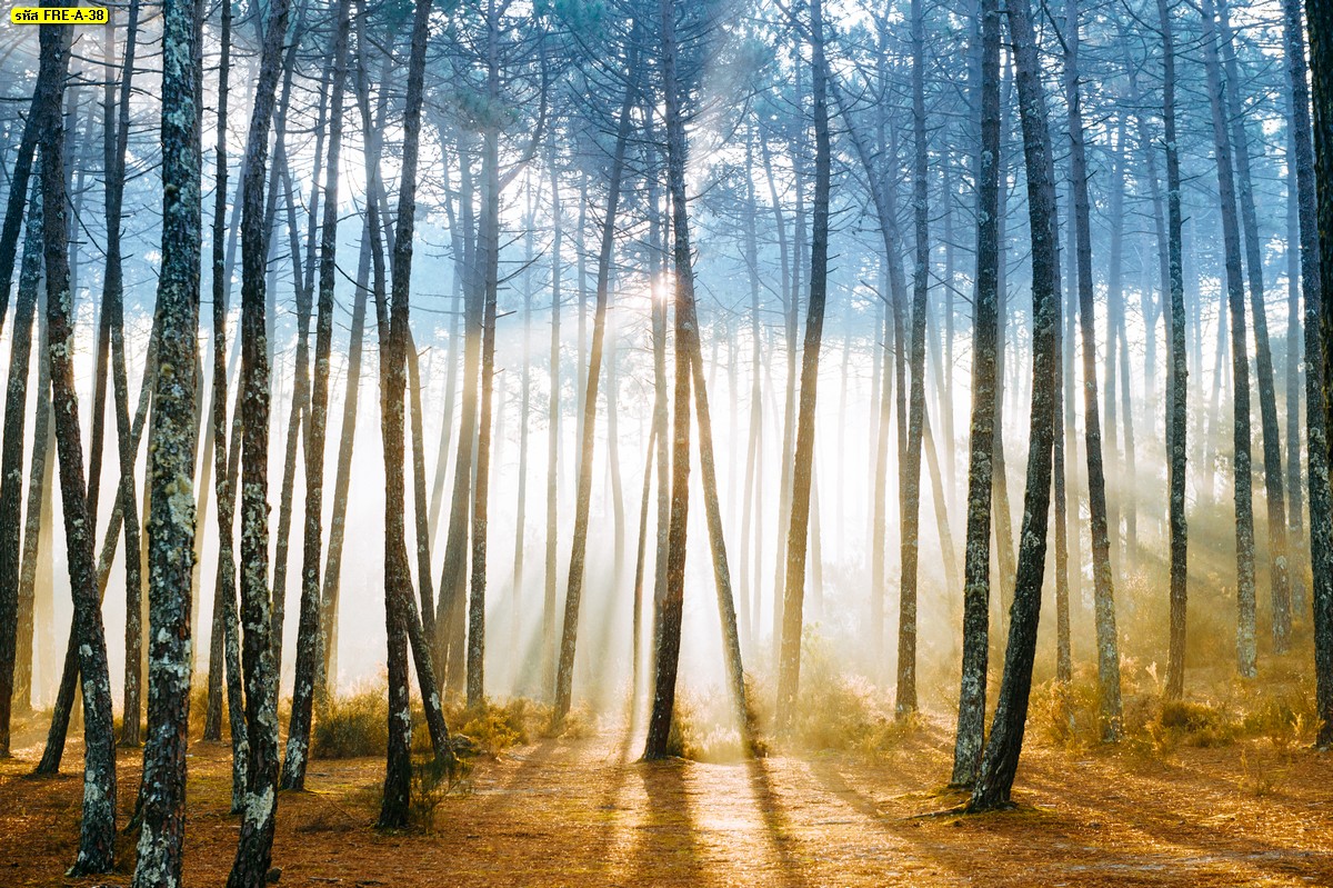 วิวป่าไม้ฤดูใบไม้ร่วง ต้นไม้ในดงป่า แสงอาทิตย์ในป่าและไอหมอก 