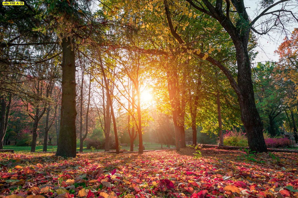 ภาพสั่งพิมพ์ใบไม้เปลี่ยนสี ใบไม้สีแดง ฤดูใบไม้ร่วง ป่าและแสงแดดอ่อนๆ-Autumn park