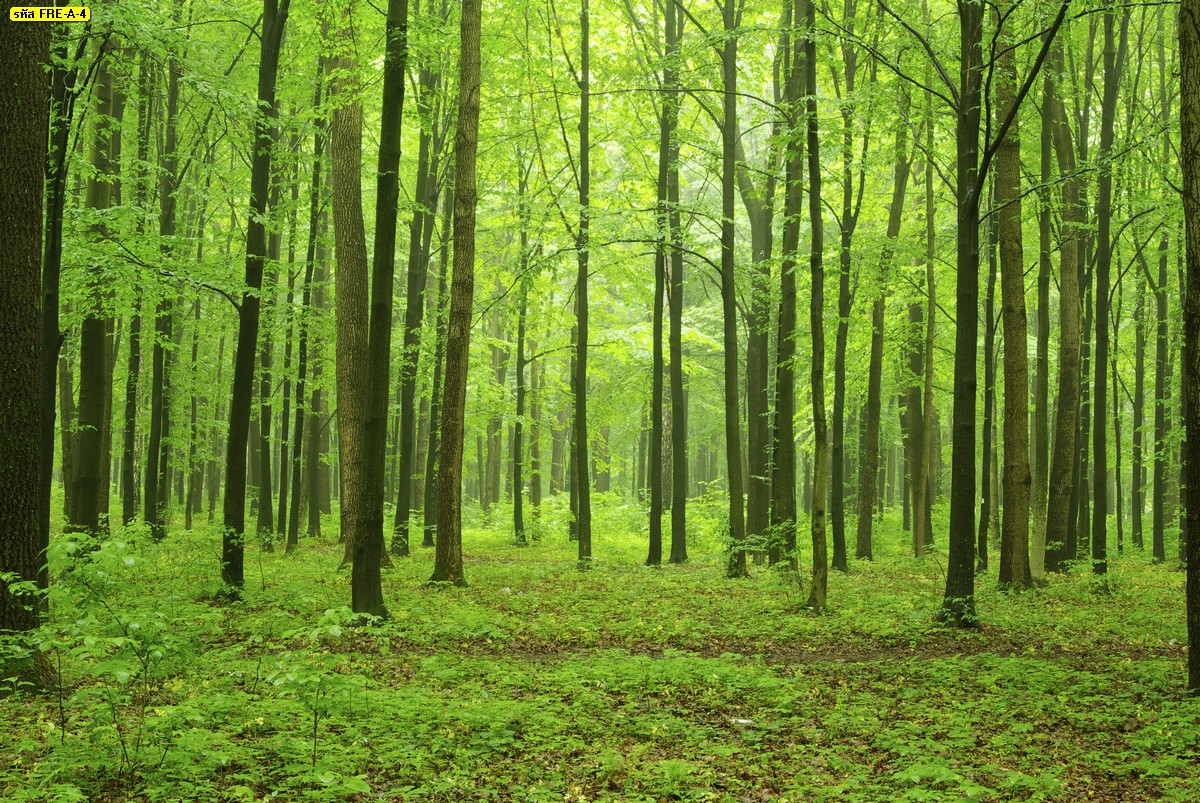  แต่งผนังห้องนั่งเล่นวอลเปเปอร์สั่งปริ้นลายป่าไม้ในฤดูฝน รูปภาพธรรมชาติป่าไม้เขียวชอุ่ม