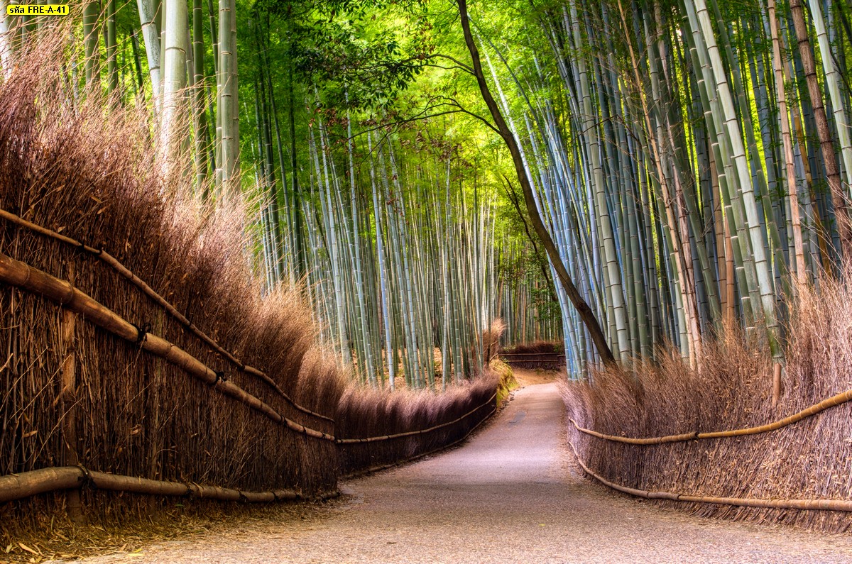 วอลเปเปอร์ติดผนังลายธรรมชาติ ภาพสั่งพิมพ์ลายทางเดินป่าไผ่ประเทศญี่ปุ่น ภาพวิวร่มรื่น