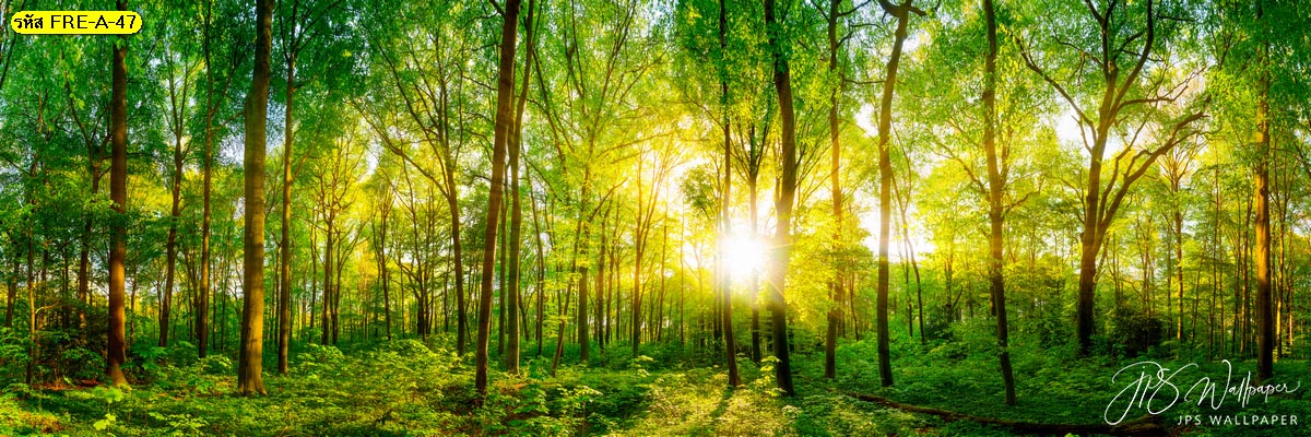 วอลเปเปอร์ภาพถ่ายพาโนรามา วอลเปเปอร์ต้นไม้ วอลเปเปอร์แสงอาทิตย์กลางป่า