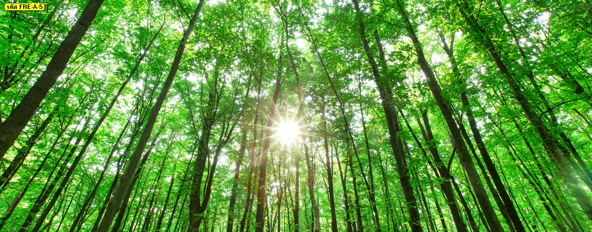 ภาพพิมพ์วิวต้นไม้ใบเขียว ธรรมชาติป่าไม้ พระอาทิตย์-forest and the sun