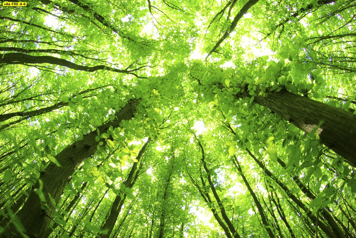 ภาพวิวสวยๆขนาดใหญ่ ต้นไม้ในป่า ใบไม้สีเขียวในป่า แสงพระอาทิตย์-Green Forest Tree Green Leaves