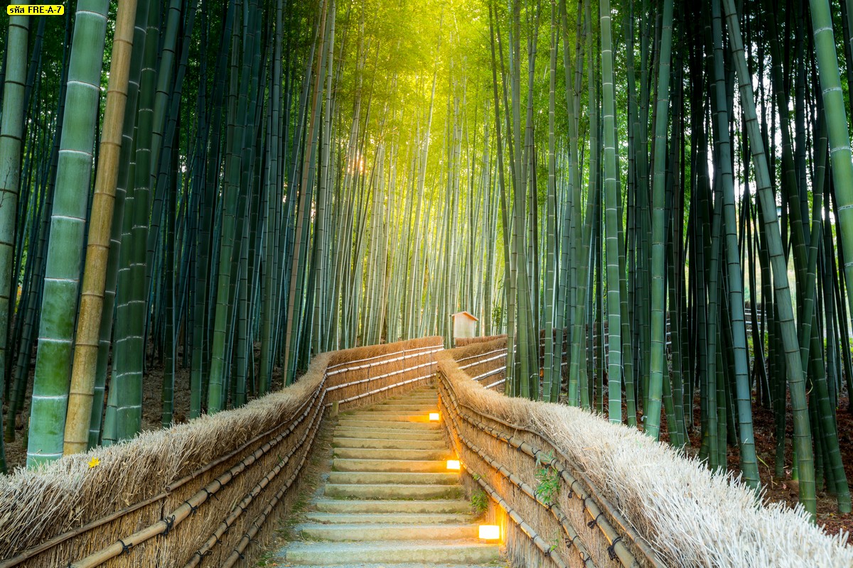 วอลเปเปอร์สำหรับพิมพ์ภาพทางเดินผ่านสวนป่าไผ่ญี่ปุ่น วอลเปเปอร์ติดผนังลายธรรมชาติ