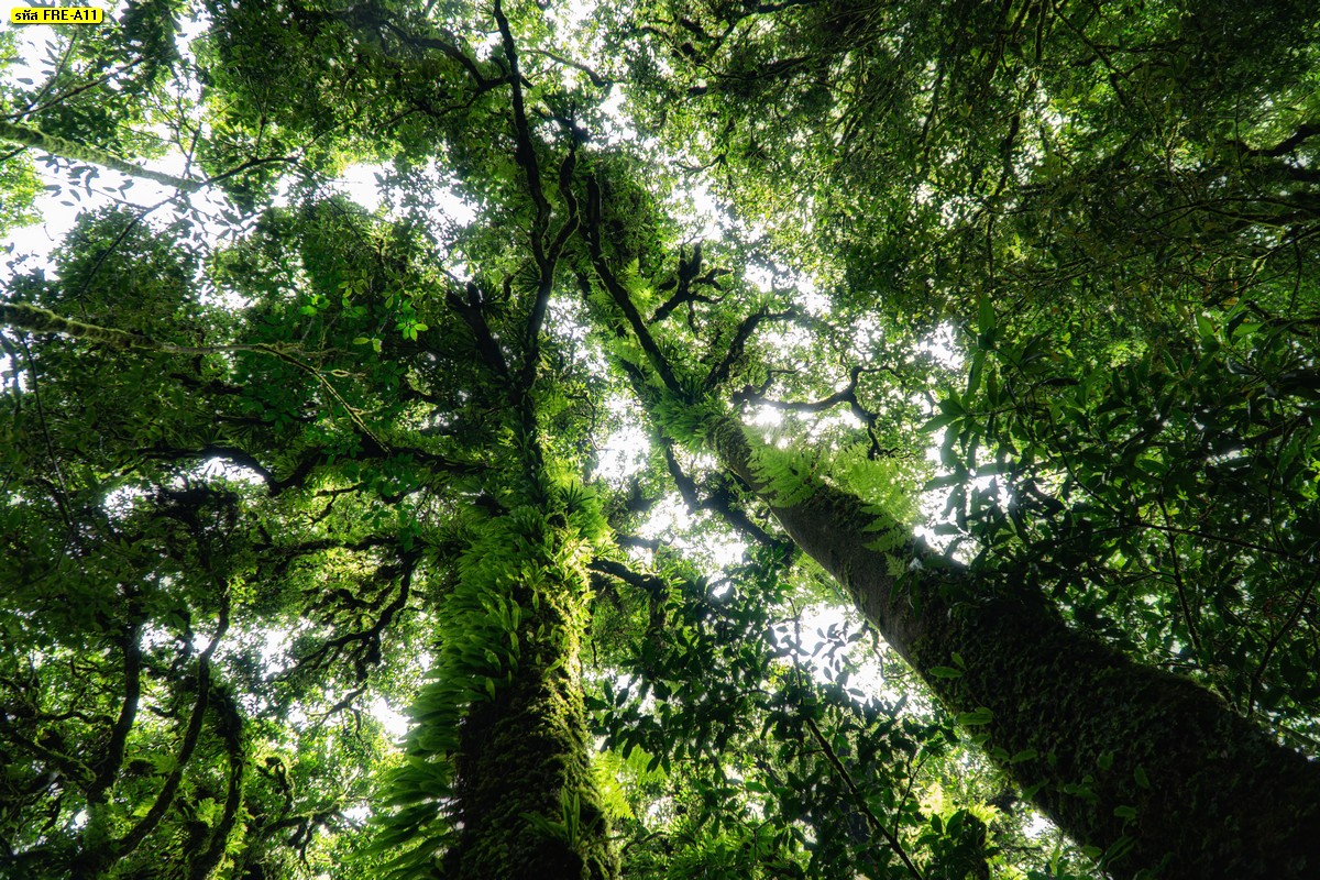 วอลเปเปอร์สั่งปริ้นลายต้นไม้ใหญ่ ภาพวิวธรรมชาติ รูปป่าสีเขียวสวยๆ