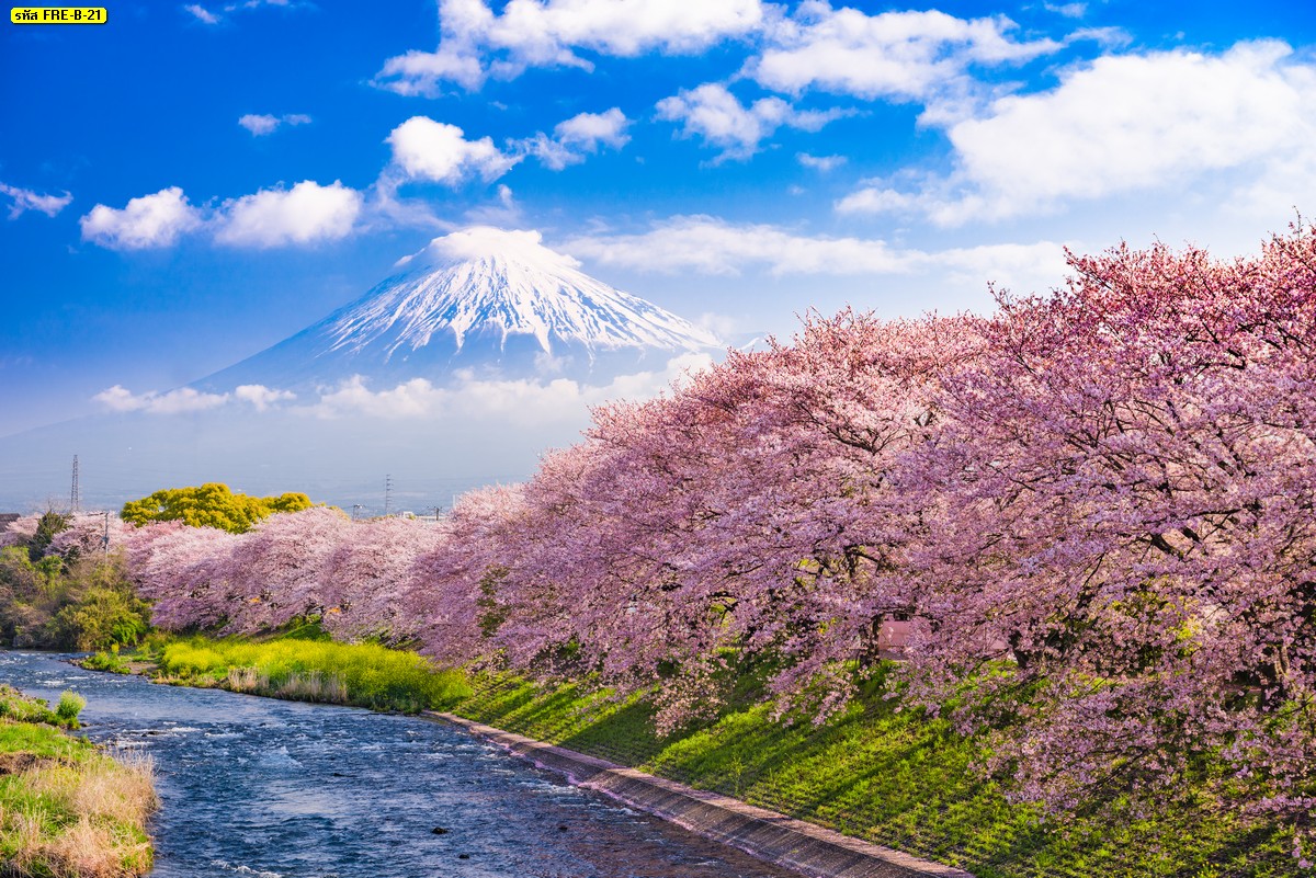 ภาพวิวสวยๆติดผนัง วอลเปเปอร์ภาพวิวดอกซากุระและภูเขาฟูจิประเทศญี่ปุ่น