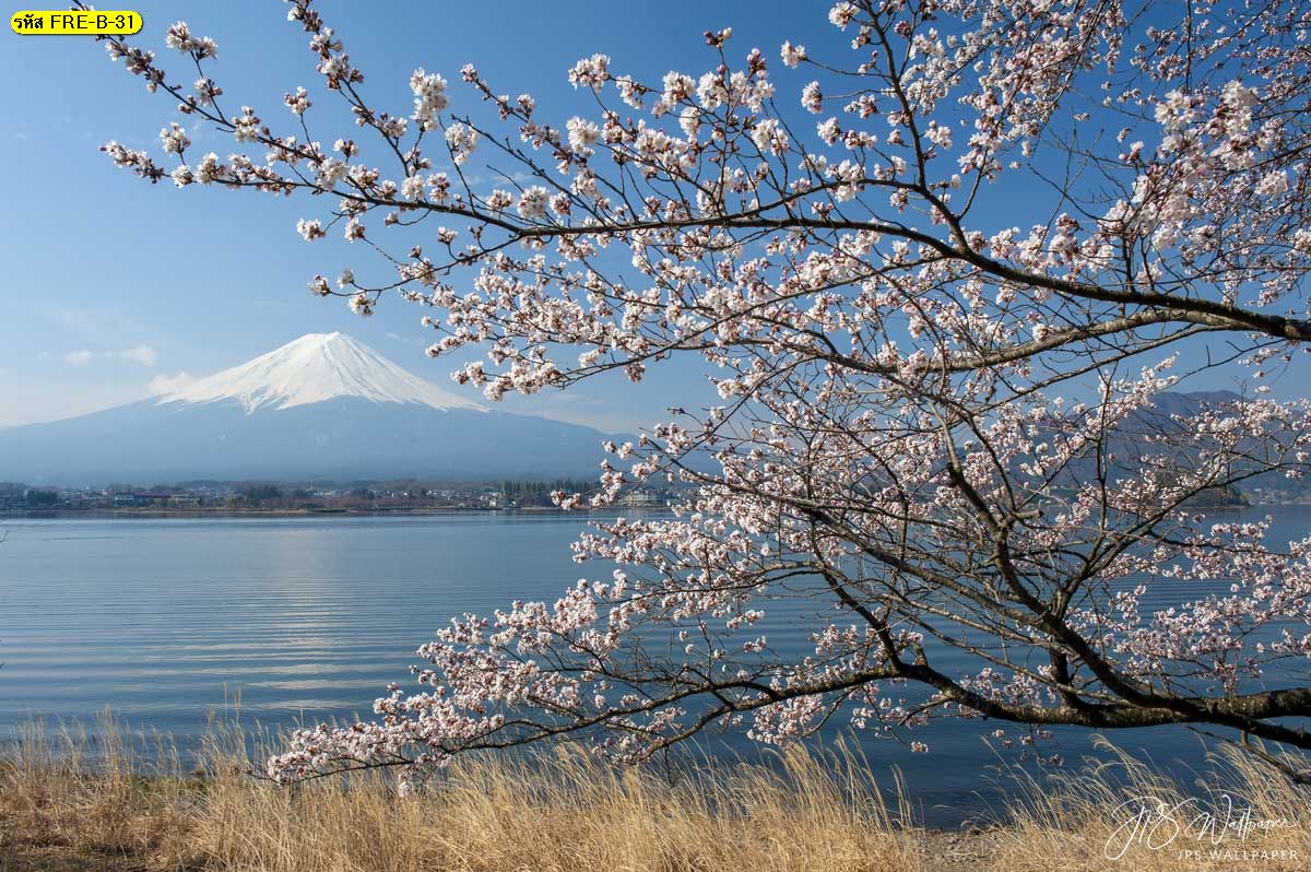 วอลเปเปอร์วิวประเทศญี่ปุ่นดอกซากุระและภูเขาฟูจิ วอลเปเปอร์วิวธรรมชาติ