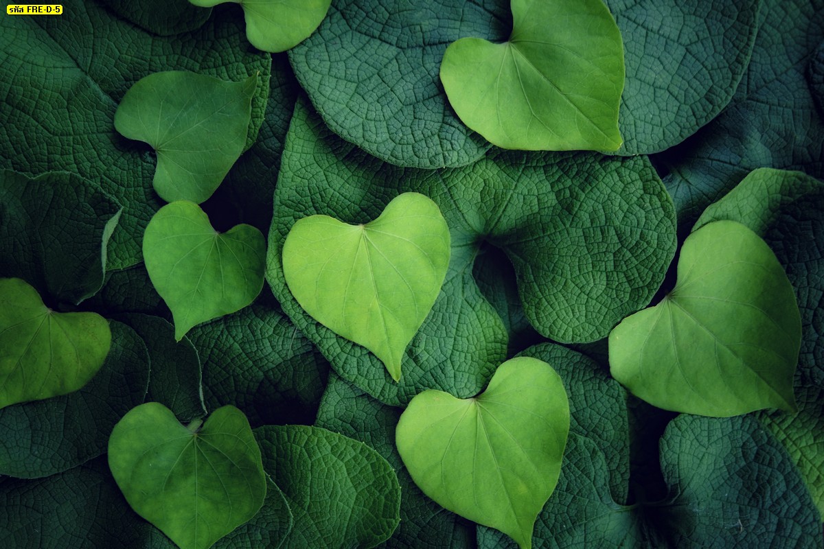 ภาพธรรมชาติติดผนังลายใบไม้รูปหัวใจสีเขียว สั่งทำวอลเปเปอร์ติดผนังลายใบไม้รูปหัวใจสีเขียว