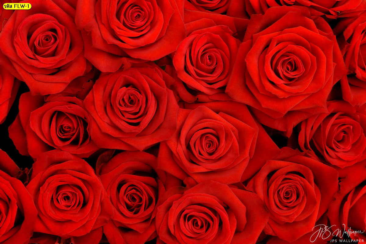 วอลเปเปอร์สั่งพิมพ์ภาพถ่ายดอกไม้ ดอกกุหลาบสีแดง กุหลาบแดงหลายดอก