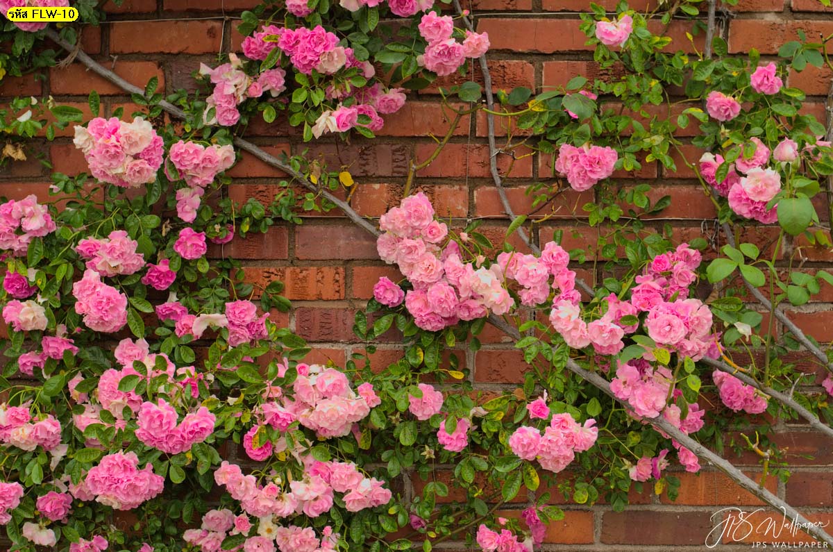 สั่งทำวอลเปเปอร์ติดผนังภาพถ่ายดอกไม้ ดอกไม้สีชมพู ภาพดอกไม้พื้นหลังอิฐ