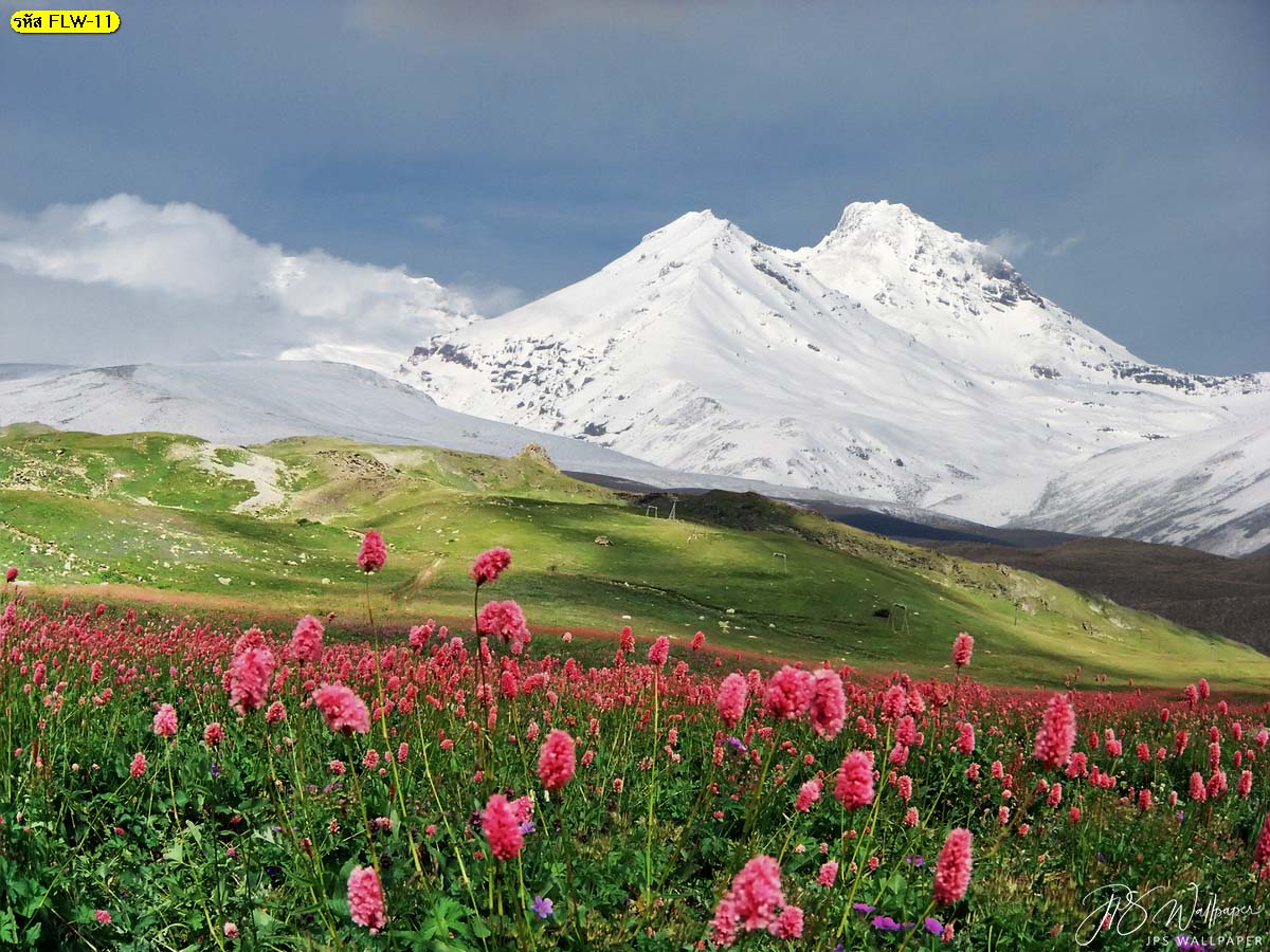 วอลเปเปอร์สั่งทำติดบ้านภาพถ่ายดอกไม้ ดอกไม้สีชมพูบนภูเขา ดอกไม้บนภูเขาหิมะ