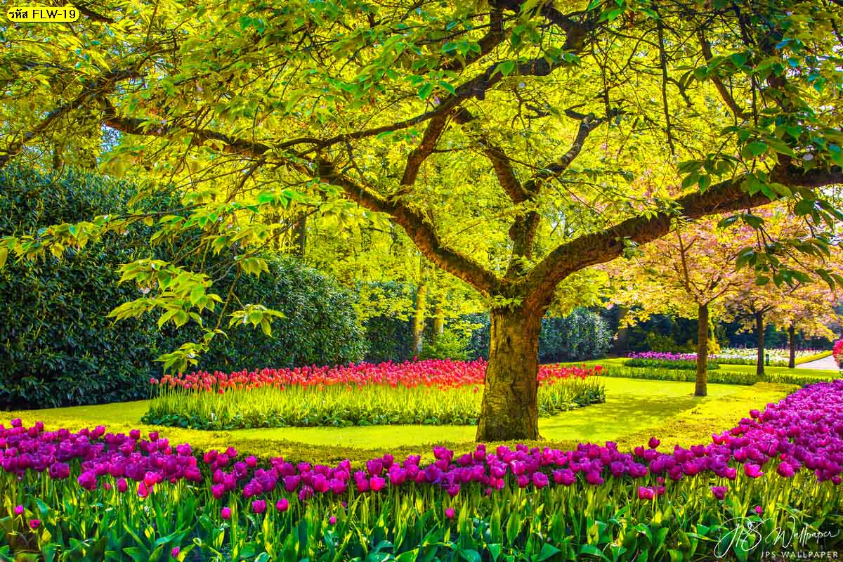 สั่งผลิต Wallpaperภาพถ่ายดอกไม้ ดอกทิวลิปสีม่วง สวนดอกทิวลิปคละสี