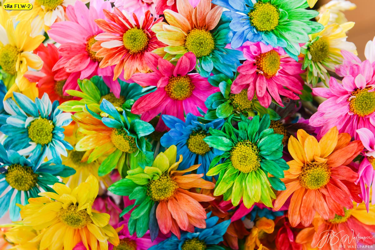 วอลเปเปอร์ติดผนังภาพถ่ายดอกไม้ ดอกไม้หลากสี ดอกไม้แฟนตาซี