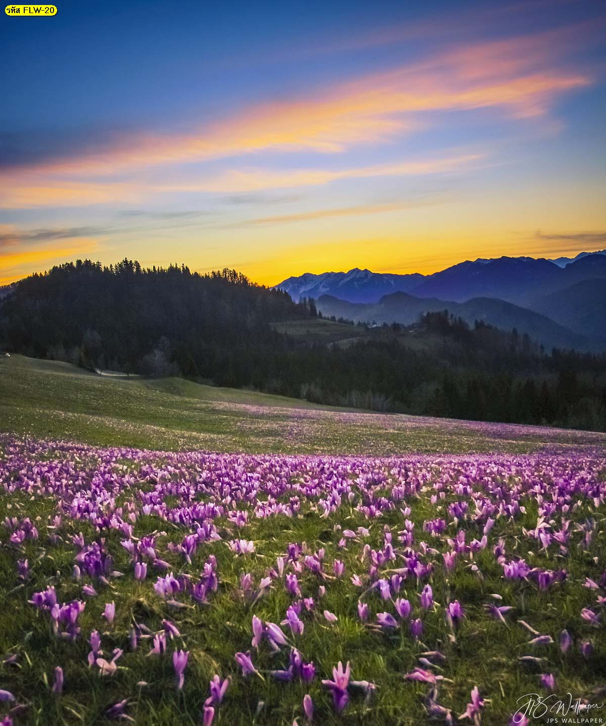 วอลเปเปอร์สำหรับพิมพ์ภาพถ่ายดอกไม้ สวนดอกไม้สีม่วงบนภูเขา ดอกไม้บนภูเขา
