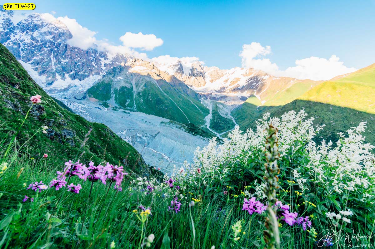 วอลเปเปอร์สั่งทำภาพถ่ายดอกไม้ สวนดอกไม้บนภูเขา ทุ่งดอกไม้บนภูเขาหิมะ