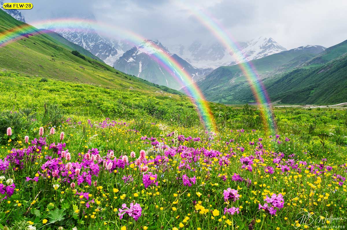 วอลเปเปอร์สั่งปริ้นภาพถ่ายดอกไม้ ทุ่งดอกไม้บนภูเขาสายรุ้ง ทุ่งดอกไม้สีม่วง