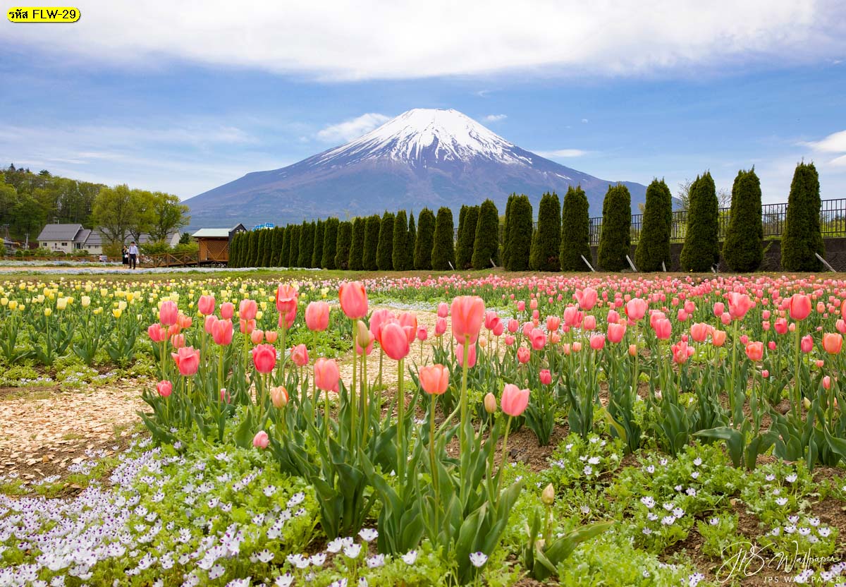 วอลเปเปอร์สั่งตัดภาพถ่ายดอกไม้ สวนดอกทิวลิปฉากหลังภูเขาฟูจิ ทุ่งดอกทิวลิป ภูเขาฟูจิ