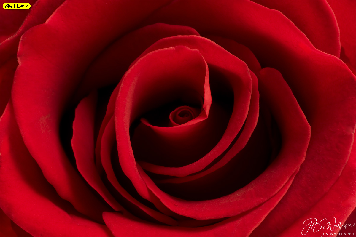 วอลเปเปอร์สั่งปริ้นภาพถ่ายดอกไม้ ดอกกุหลาบสีแดง ภาพถ่ายดอกกุหลาบ