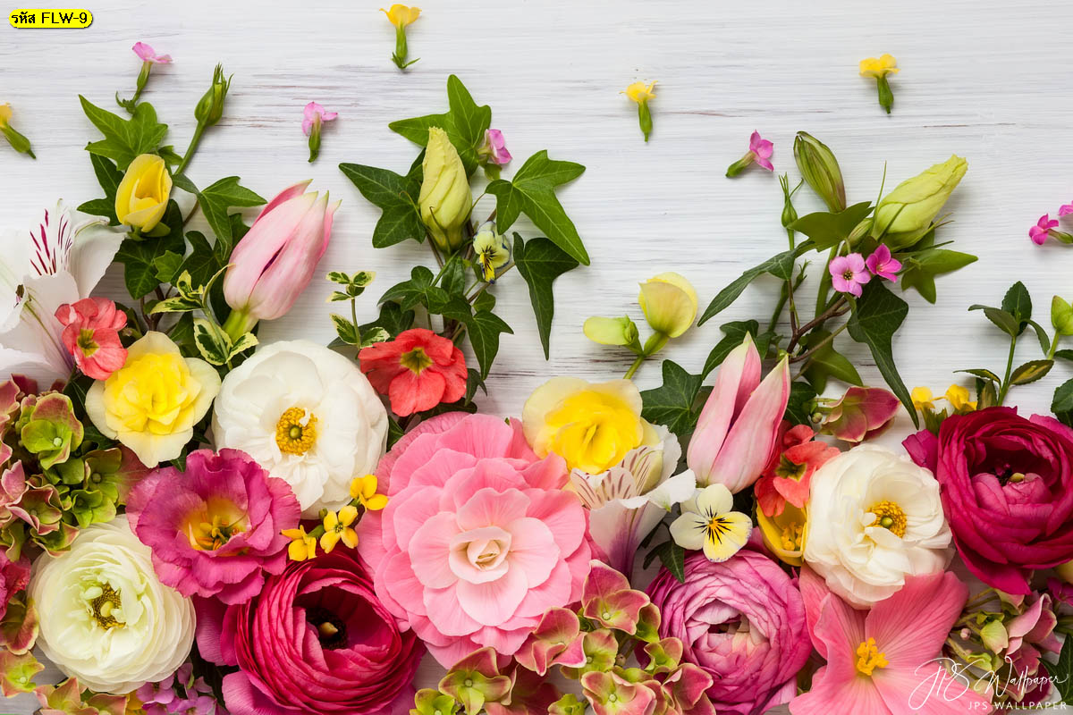 รูปภาพสั่งทำติดผนังภาพถ่ายดอกไม้ ดอกไม้สีสันสดใส ภาพดอกไม้พื้นหลังสีขาว